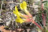 Image of taxon representative. Author is Антон Попович