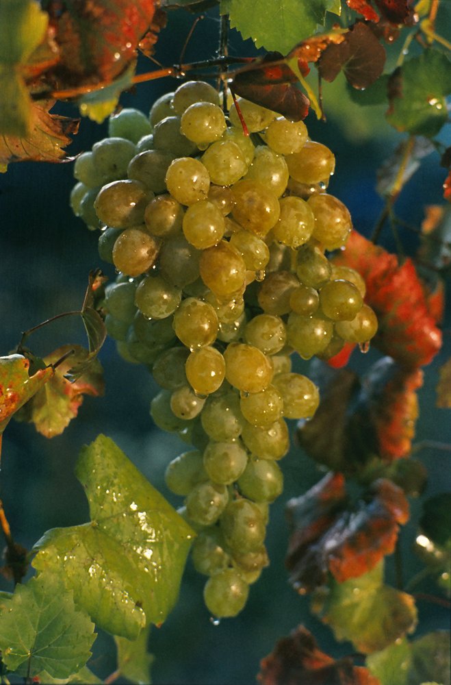 Image of Vitis vinifera specimen.