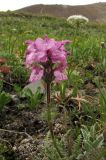 Pedicularis anthemifolia. Цветущее растение. Респ. Алтай, Кош-Агачский р-н, Курайский хр., руч. Тыдтуярык. 19 июля 2010 г.