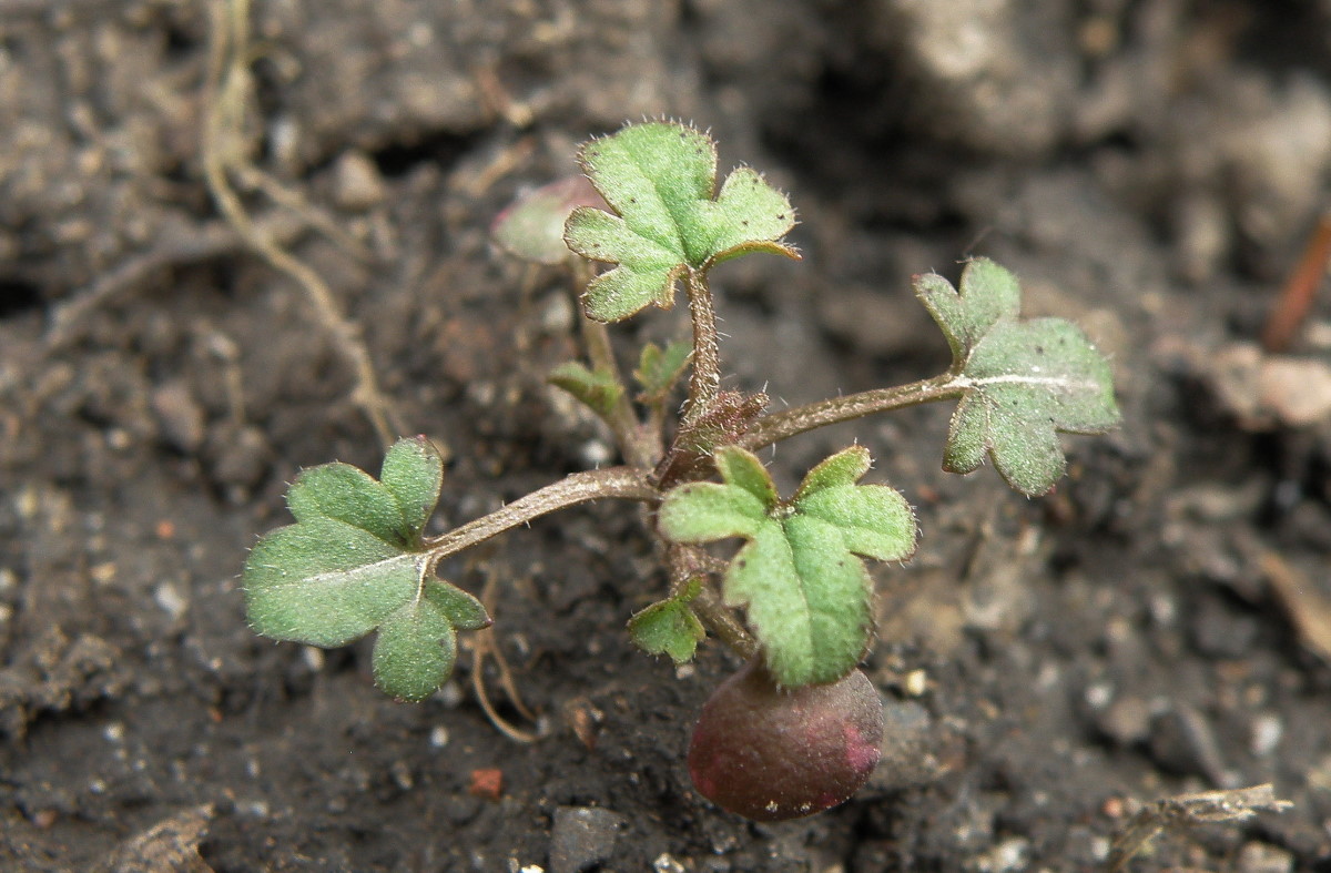 Image of Lamium amplexicaule specimen.