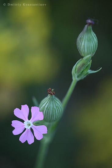 Image of Pleconax conica specimen.