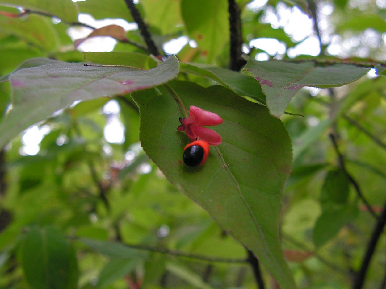 Изображение особи Euonymus pauciflorus.