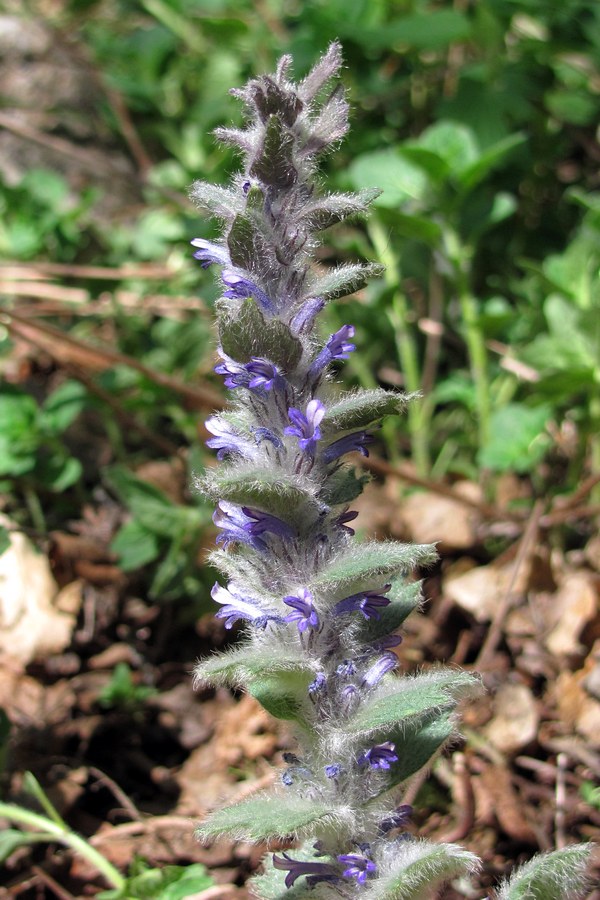 Изображение особи Ajuga orientalis.