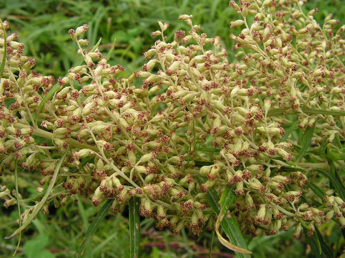 Image of Artemisia opulenta specimen.