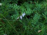Vicia sylvatica. Верхушка цветущего растения. Курская обл., г. Железногорск, берег вдхр. на р. Погарщина.