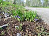 Iris ruthenica. Цветущие растения. Новосибирская обл., Искитимский р-н, окр. пгт Линёво, обочина дороги на опушке берёзового леса. 16 мая 2012 г.
