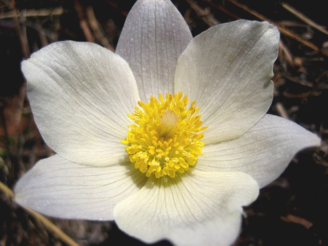 Изображение особи род Pulsatilla.