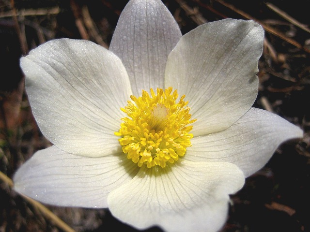 Image of genus Pulsatilla specimen.