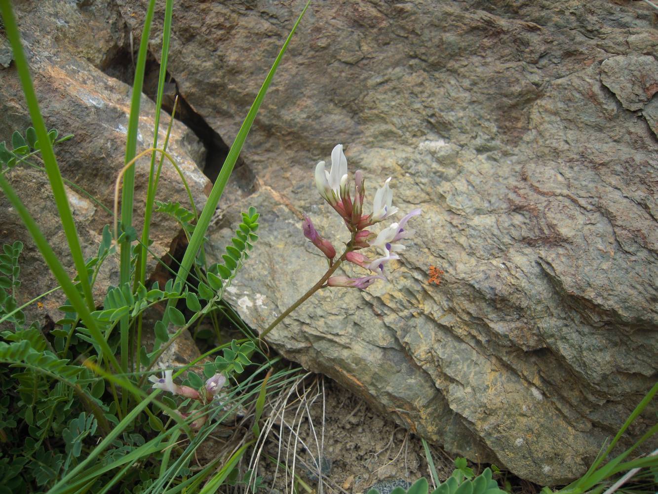 Image of genus Astragalus specimen.