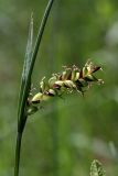 Carex panicea