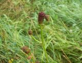 Sanguisorba officinalis. Соцветие в начале цветения. Курская обл., Железногорский р-н, берег р. Свапа, окр. ур. Колпинская дача. 16 августа 2007 г.