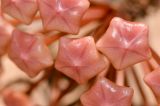 Hoya carnosa