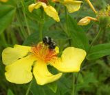 Hypericum ascyron