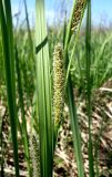 Carex atherodes. Средняя часть побега с женскими соцветиями. Ростовская обл., дельта Дона, окр. хутора Узяк, влажный берег протоки. 03.05.2012.