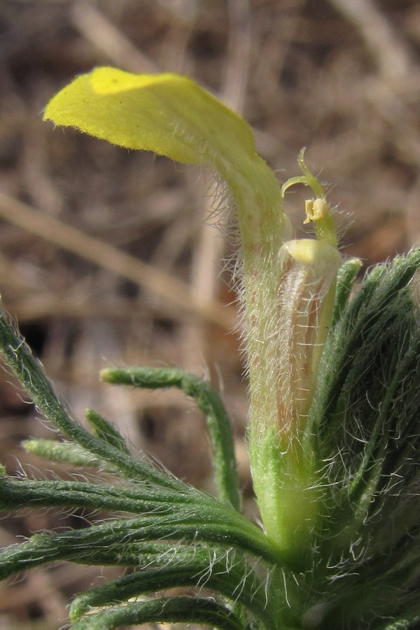 Image of Ajuga chia specimen.