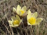 Pulsatilla orientali-sibirica