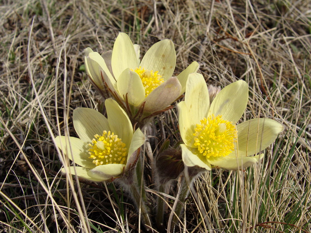 Изображение особи Pulsatilla orientali-sibirica.