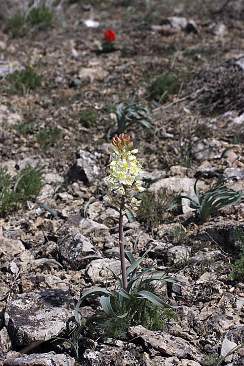 Изображение особи Eremurus lactiflorus.