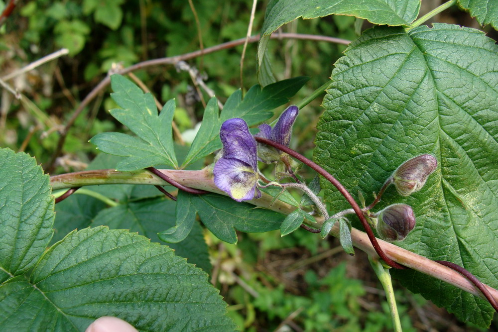 Image of Aconitum volubile specimen.