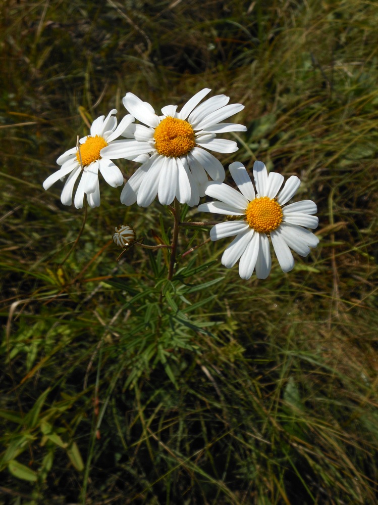 Изображение особи Leucanthemella linearis.