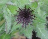 Centaurea benedicta