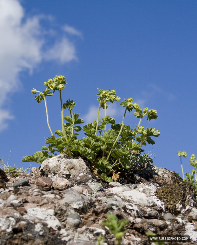 Изображение особи Potentilla geoides.