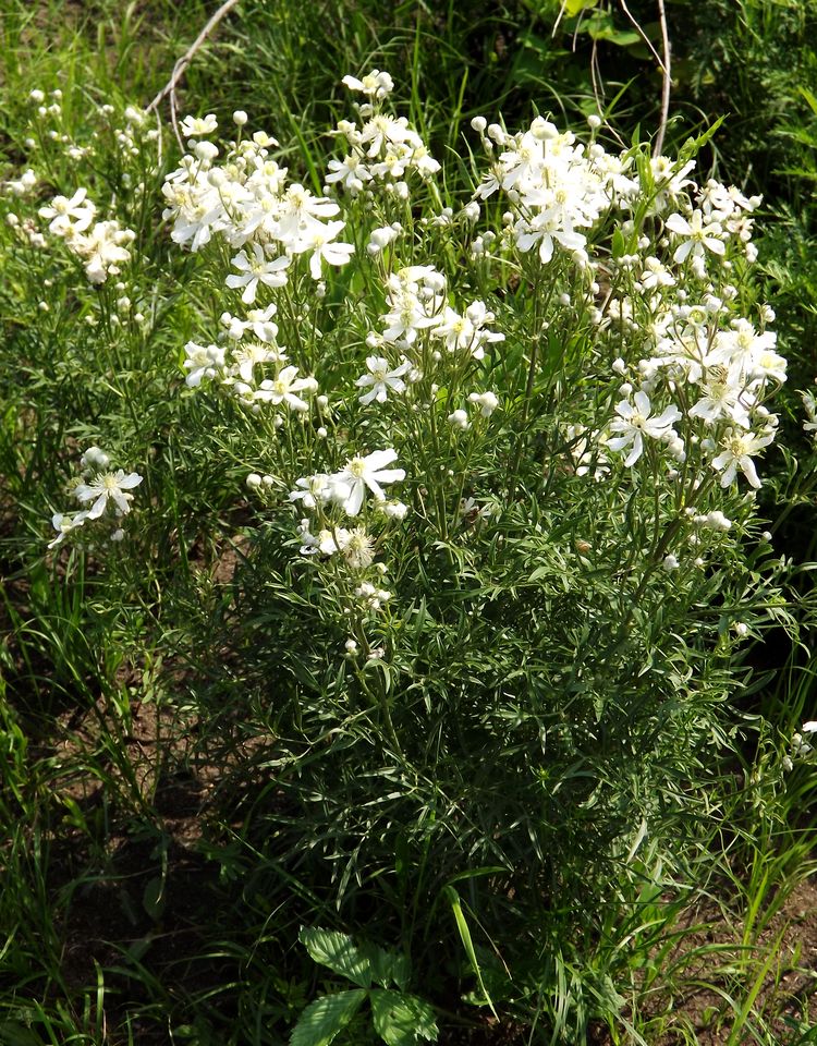 Изображение особи Clematis hexapetala.