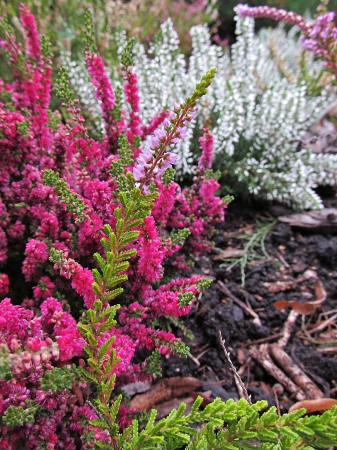 Image of Calluna vulgaris specimen.