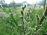 Urtica cannabina. Часть соцветия, лист. Иркутск, пустырь. 04.07.2012.