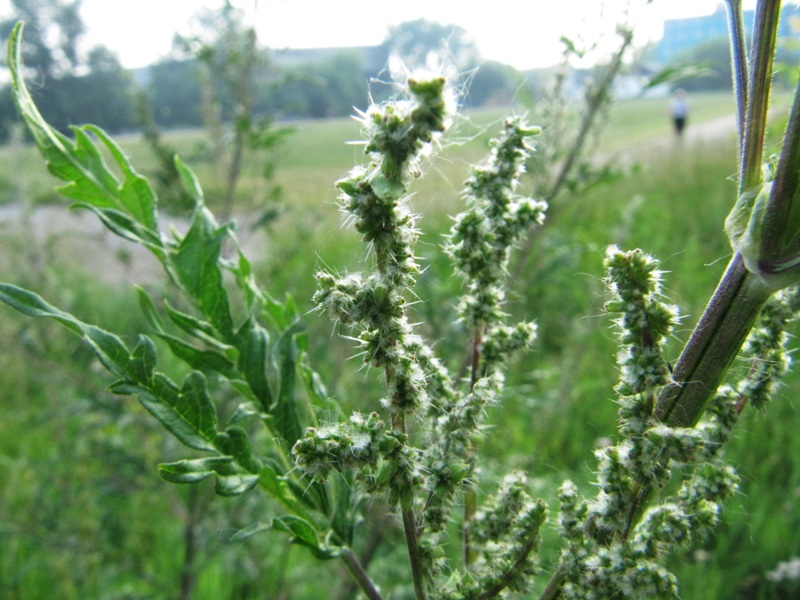 Image of Urtica cannabina specimen.