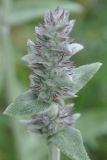 род Stachys