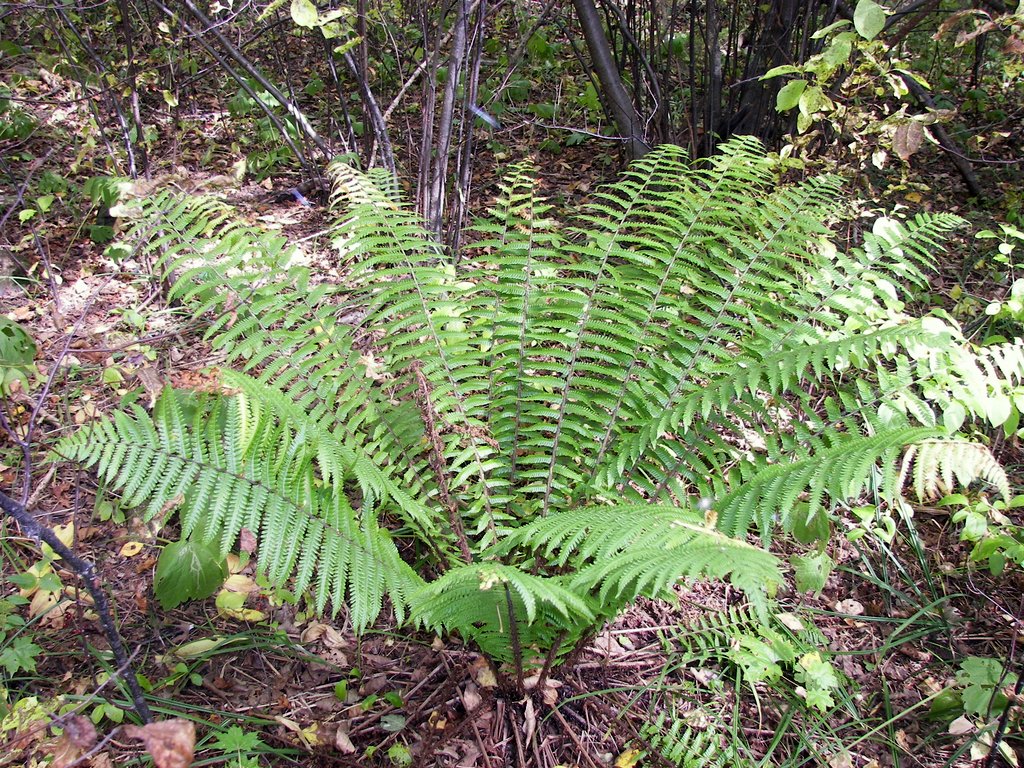 Изображение особи Dryopteris crassirhizoma.