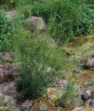 Verbascum agrimoniifolium