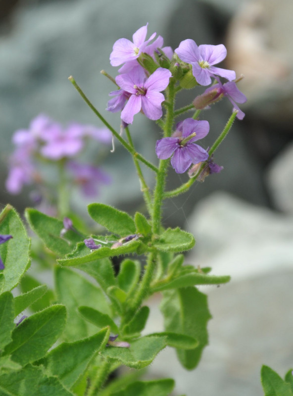 Изображение особи Dontostemon hispidus.