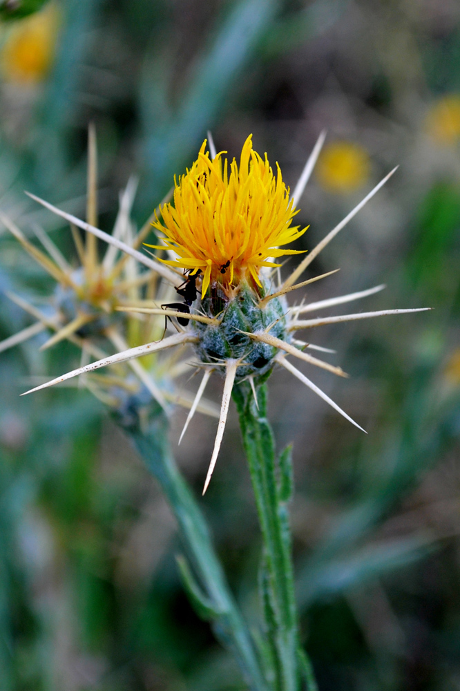 Image of Centaurea solstitialis specimen.