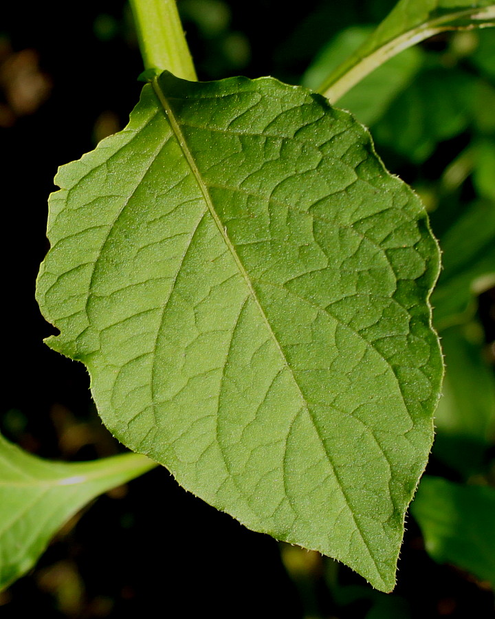 Image of Jaltomata procumbens specimen.