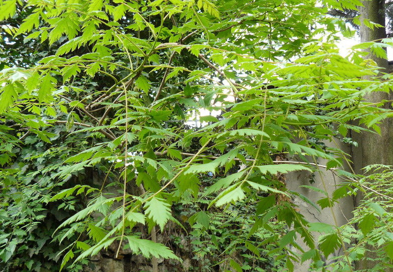 Image of Koelreuteria paniculata specimen.