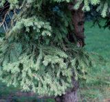 род Picea