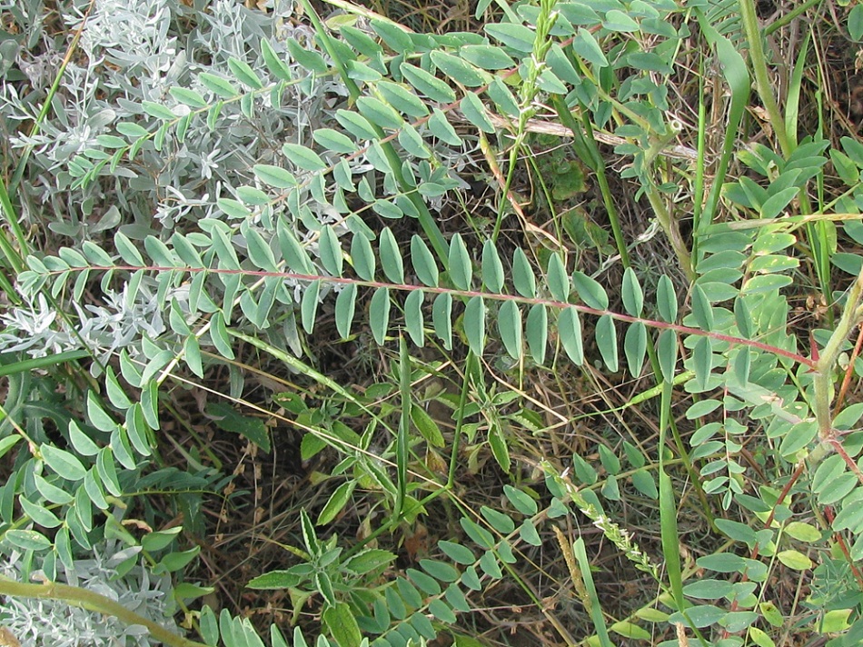 Изображение особи Astragalus ponticus.