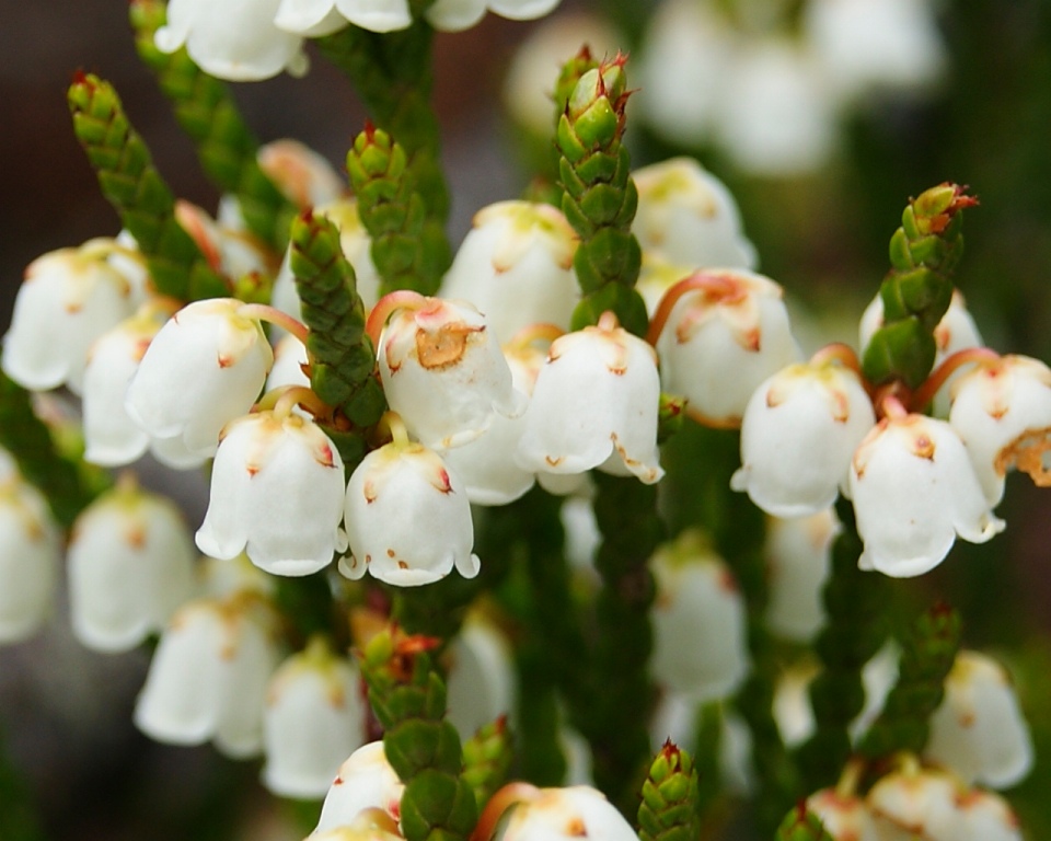 Изображение особи Cassiope redowskii.