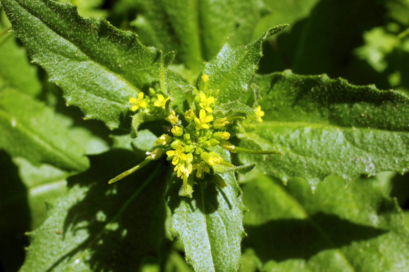 Image of Arabidopsis pumila specimen.