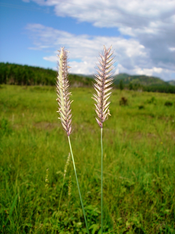 Image of Agropyron cristatum specimen.