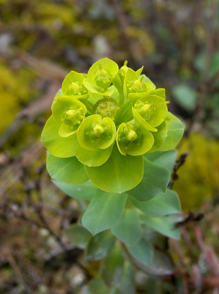 Image of Euphorbia myrsinites specimen.