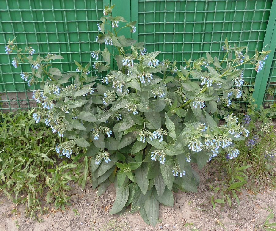 Image of Symphytum caucasicum specimen.