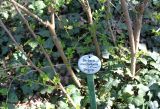 Berberis × mentorensis