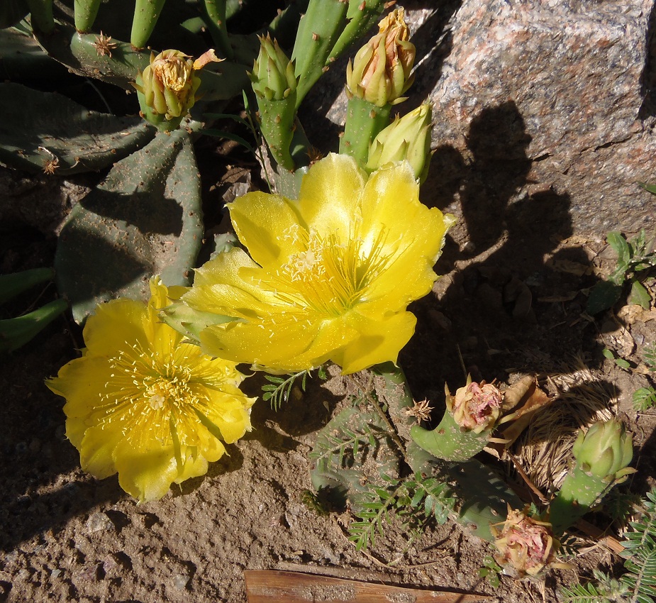 Изображение особи Opuntia humifusa.