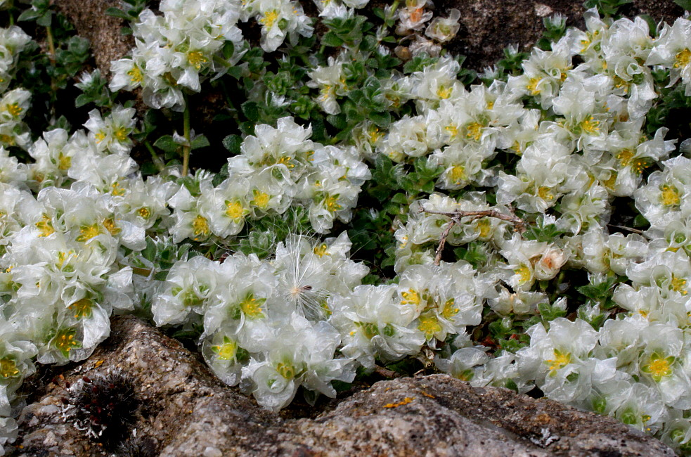 Изображение особи Paronychia kapela ssp. serpyllifolia.