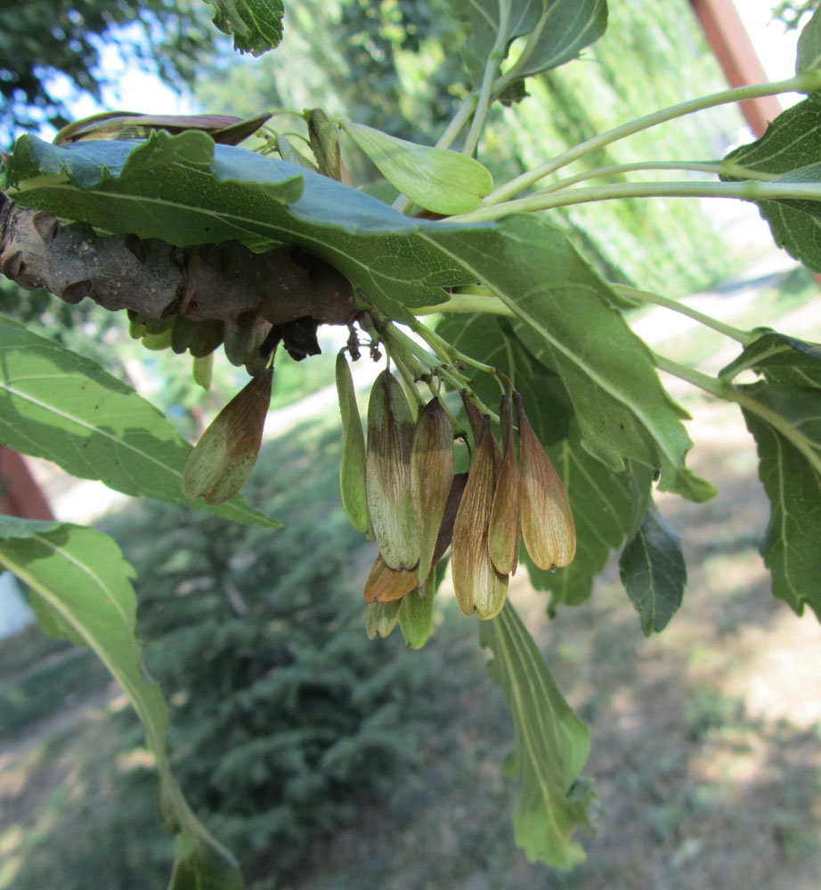 Image of Fraxinus excelsior var. diversifolia specimen.