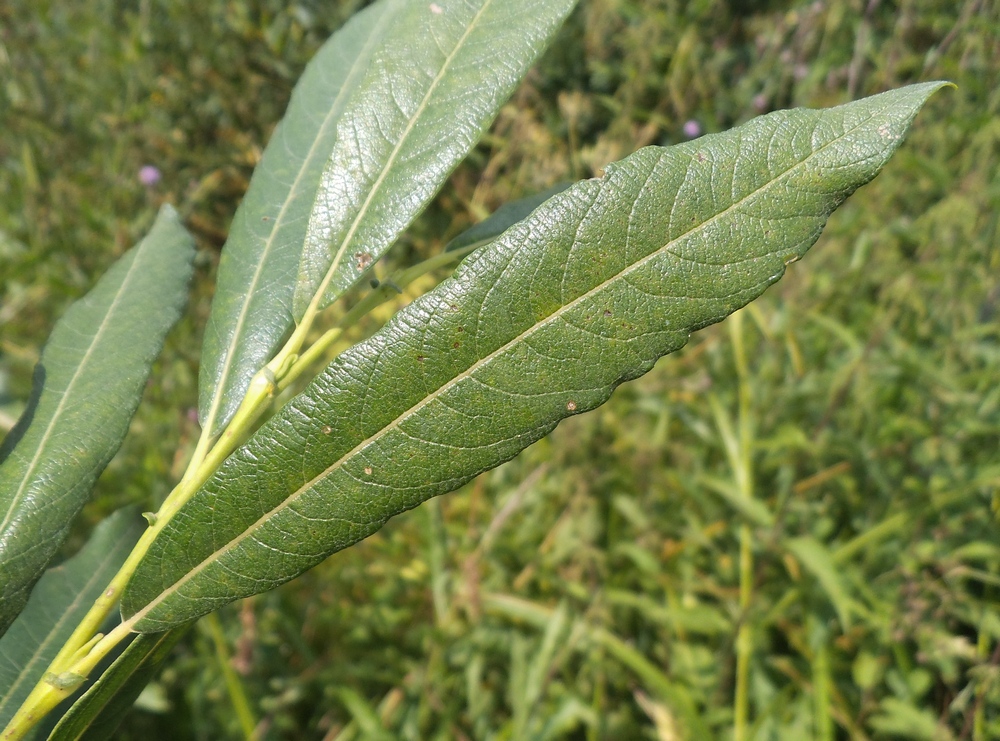 Image of Salix gmelinii specimen.