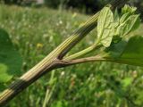 Arctium lappa. Часть побега. Краснодарский край, окр. г. Крымск, пойменный луг р. Адагум. 15.07.2013.